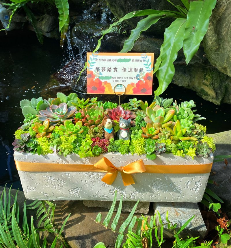 【急单可】多肉王国/免费定制卡片/安全运送/多肉盆栽/水泥盆/花 - 植栽/盆栽 - 植物．花 绿色