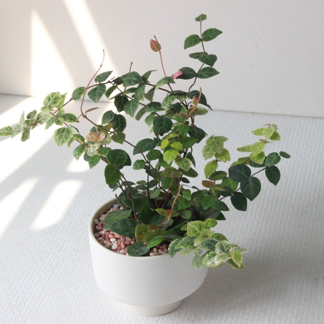 植在 盆栽 l 日本初雪葛 哑光烛台陶器 藤蔓植物 室内植物 强散光 - 植栽/盆栽 - 陶 