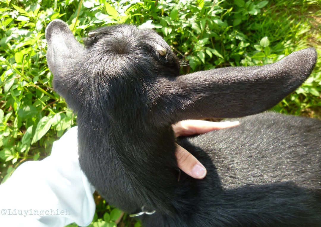 理发师的视角 Goat Postcard 台湾黑山羊 摄影 明信片 VEGAN View - 卡片/明信片 - 纸 绿色