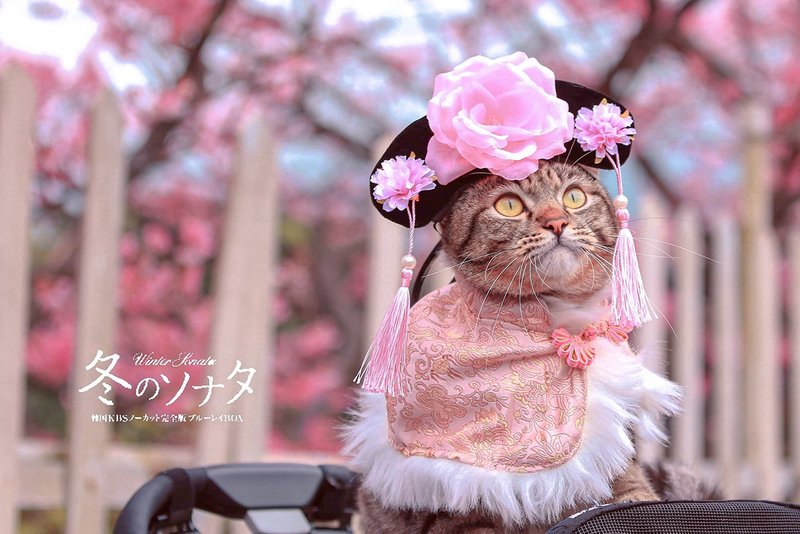 (10%捐公益)延禧宫廷系列-古典绸缎披肩+格格头饰(藕粉) - 衣/帽 - 其他材质 粉红色