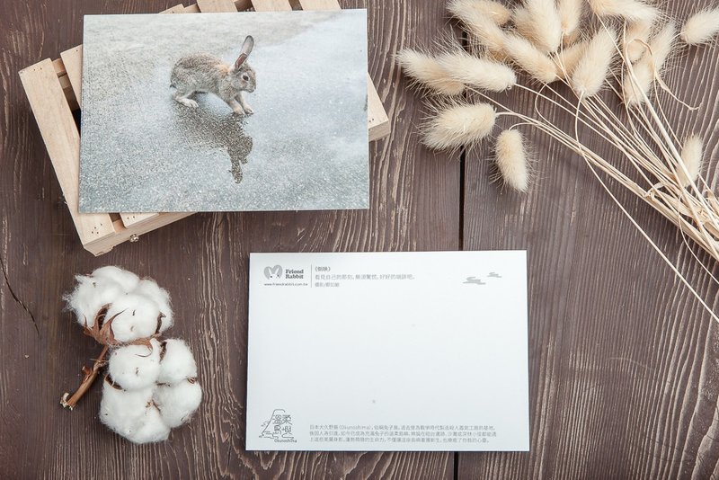 兔子摄影明信片- 倒映 - 卡片/明信片 - 纸 灰色