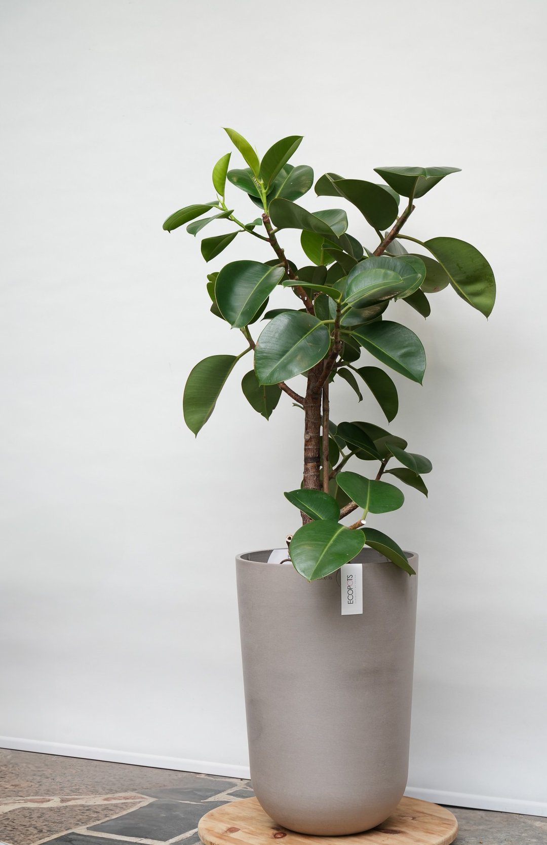 橡胶树│有植 Yuzhi - 植栽/盆栽 - 植物．花 