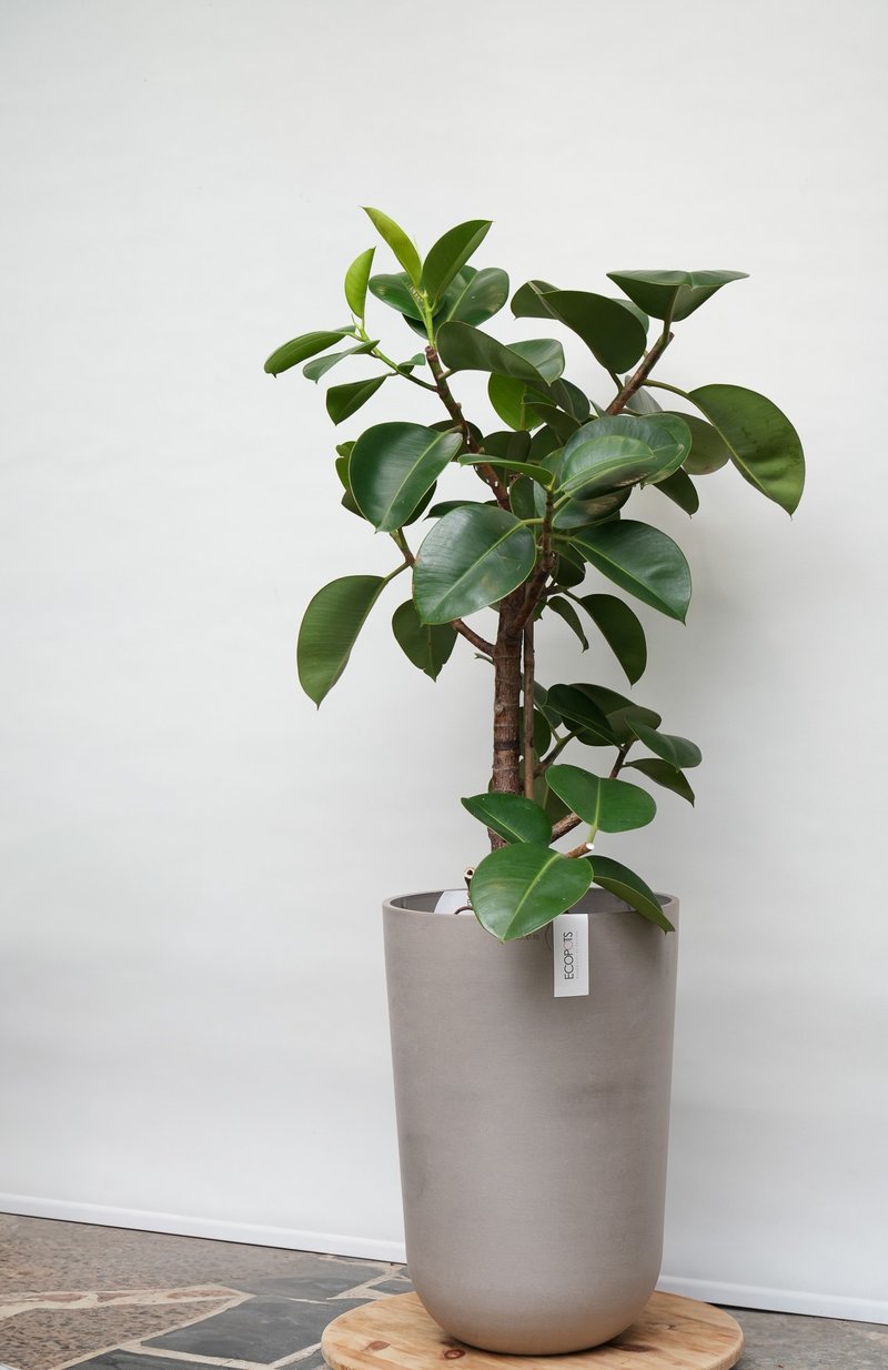 橡胶树│有植 Yuzhi - 植栽/盆栽 - 植物．花 
