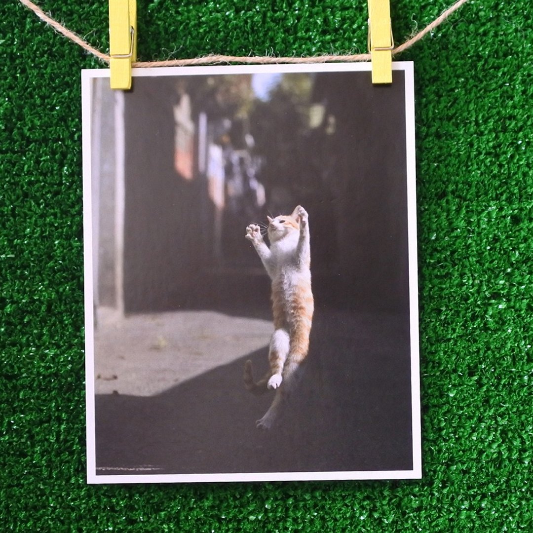 3猫小铺猫咪写真明信片(摄影:猫夫人) – 梦想起飞 - 卡片/明信片 - 纸 