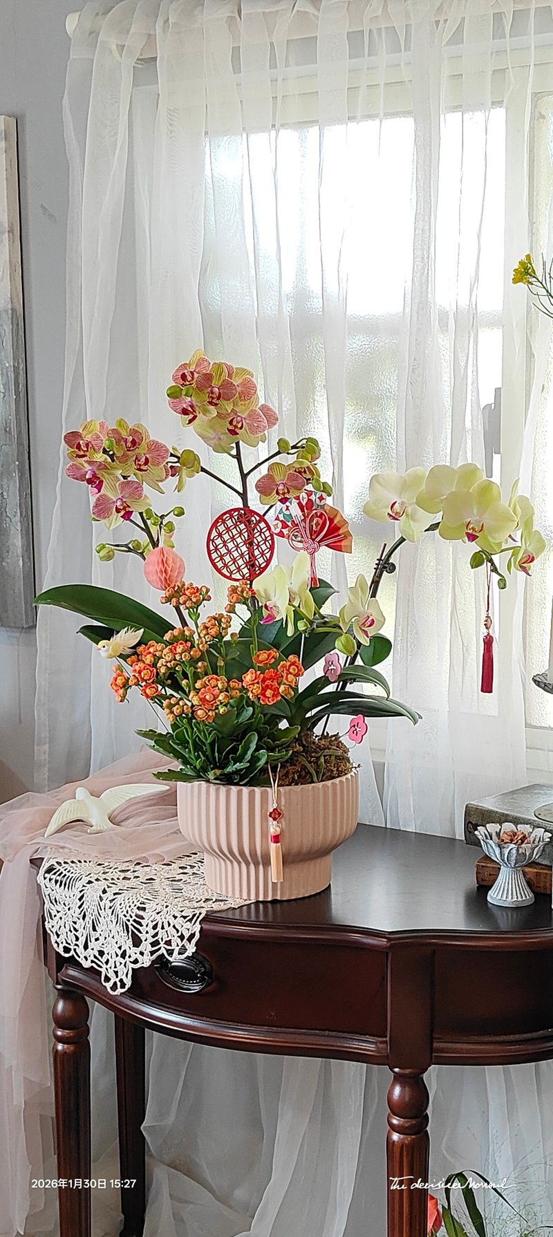 桌上型兰花盆栽 - 植栽/盆栽 - 植物．花 多色