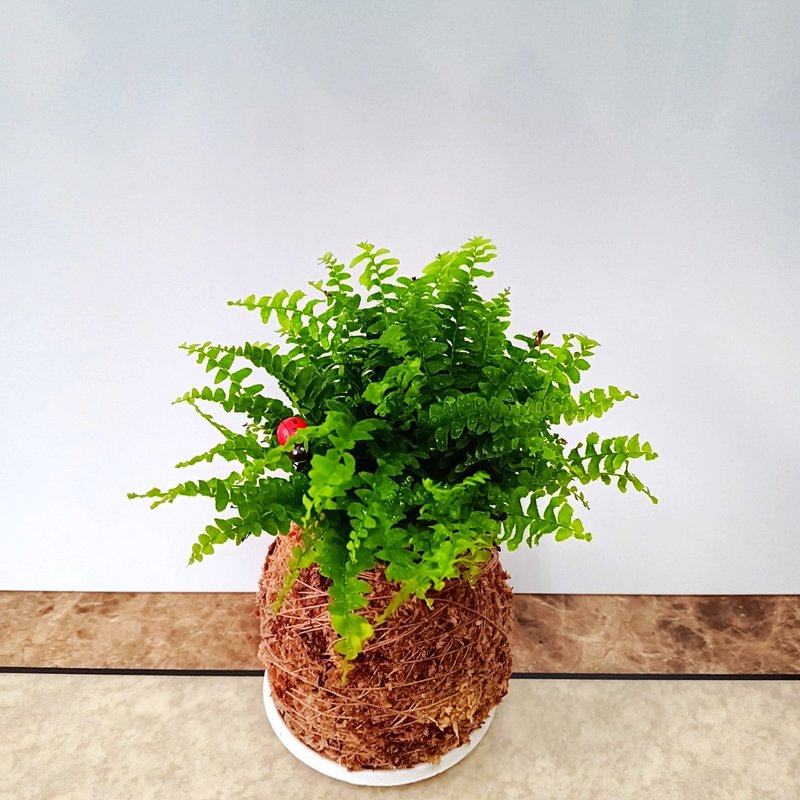 居家幸福苔球 苔玉 智利原色水苔 五行幸运植物 肾蕨 - 植栽 - 植物．花 