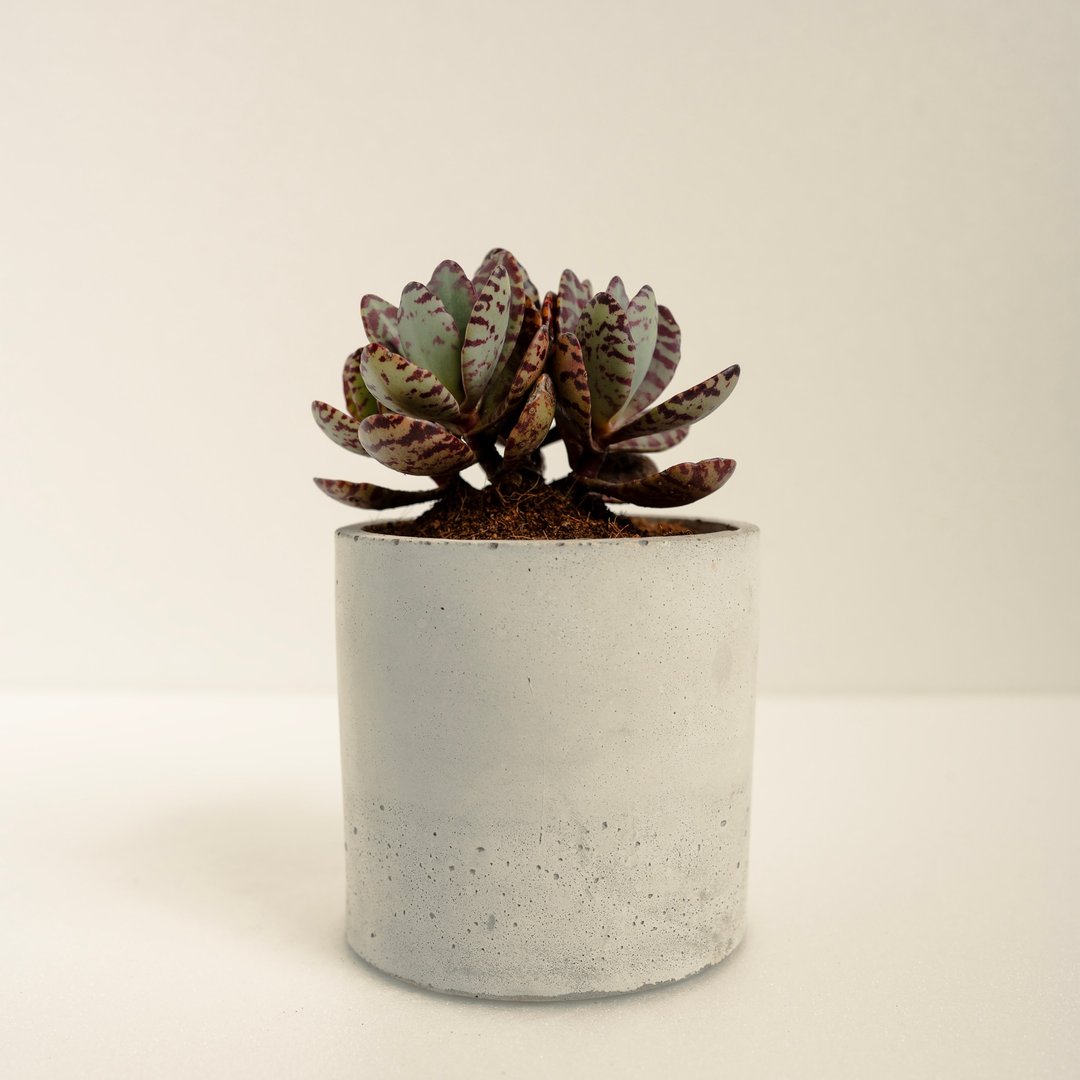 江户紫│泥作系列│福所栽 - 植栽/盆栽 - 水泥 紫色
