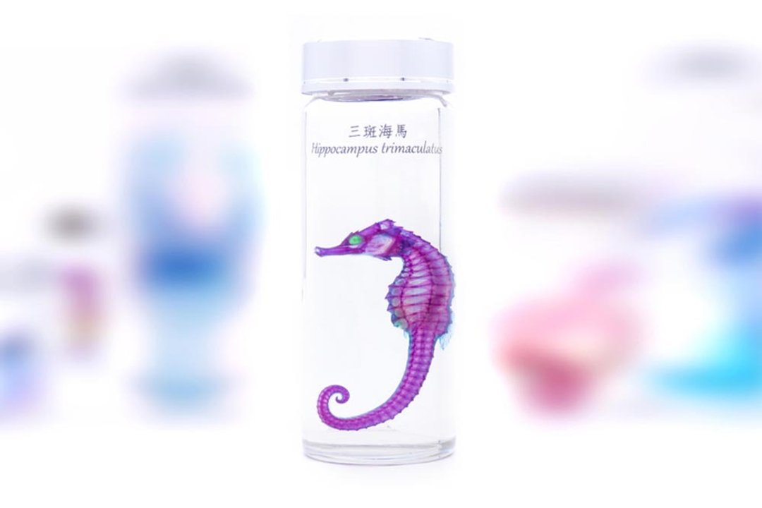 透明生物标本 - 三斑海马 Hippocampus trimaculatus - 摆饰 - 玻璃 