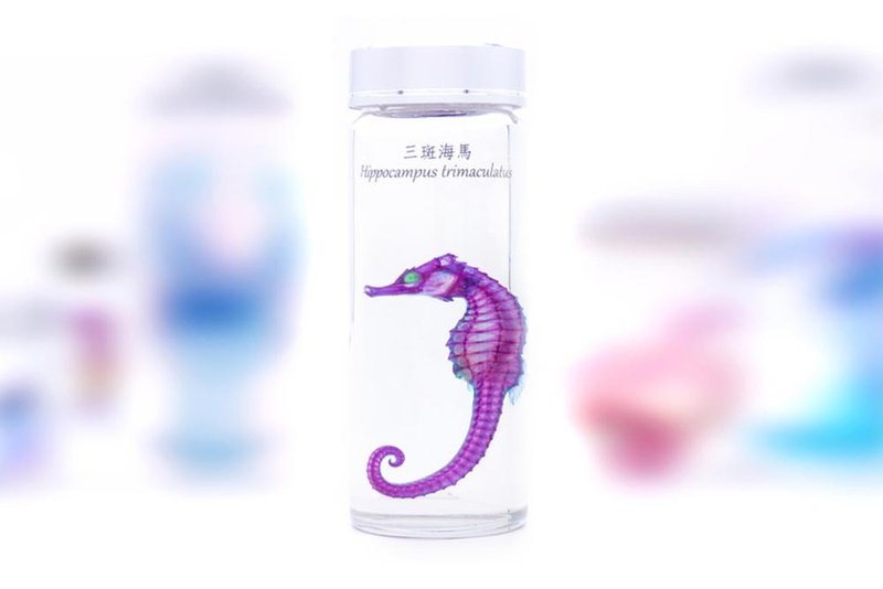 透明生物标本 - 三斑海马 Hippocampus trimaculatus - 摆饰 - 玻璃 