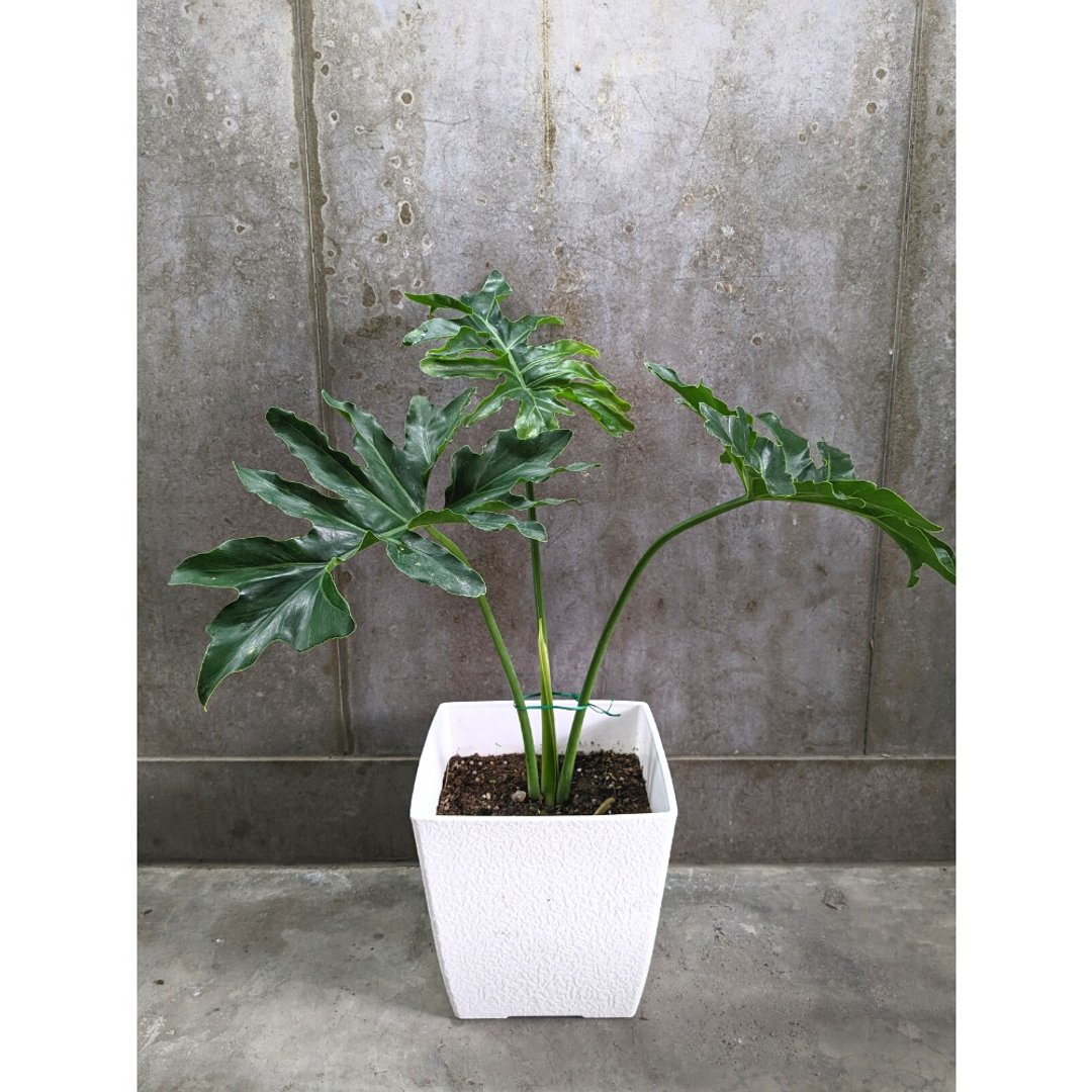 小天使蔓绿绒 - 植栽/盆栽 - 植物．花 绿色
