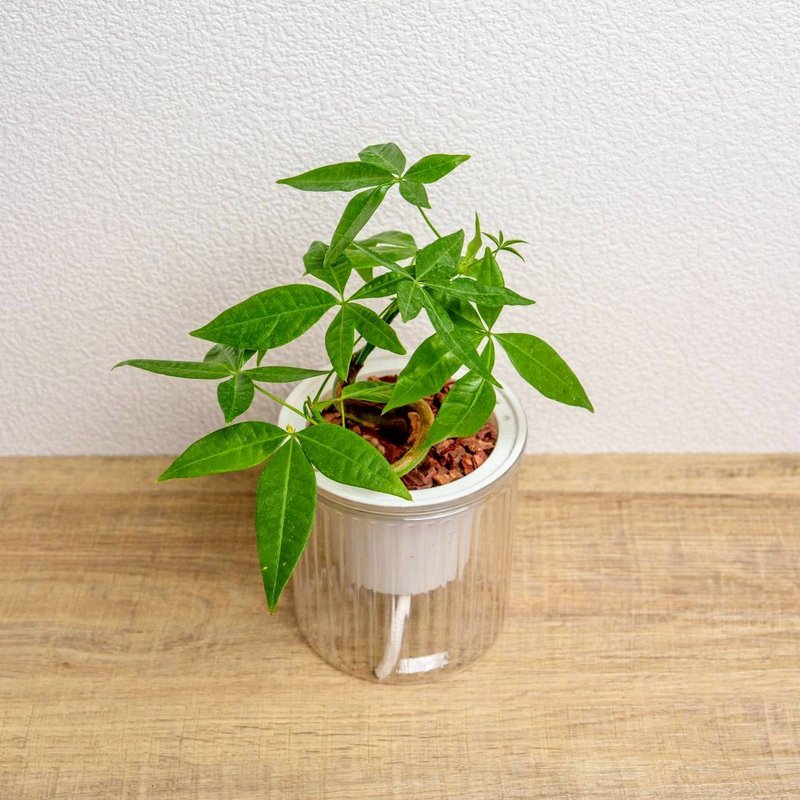 曲线马拉巴栗 免浇水盆栽 室内植物 观叶植物 礼物 盆栽 办公室 - 植栽/盆栽 - 陶 透明
