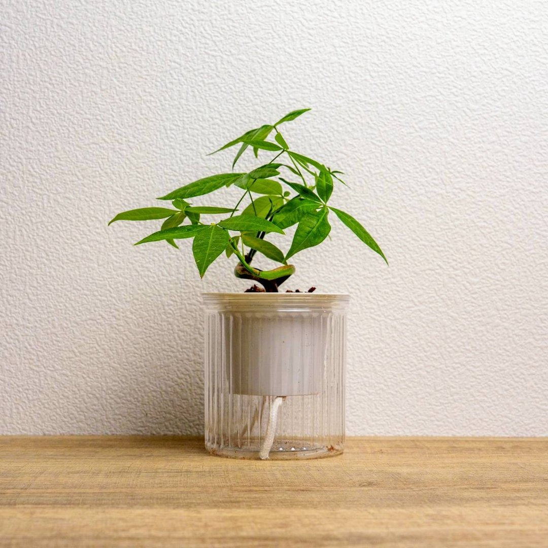 曲线马拉巴栗 免浇水盆栽 室内植物 观叶植物 礼物 盆栽 办公室 - 植栽/盆栽 - 陶 透明