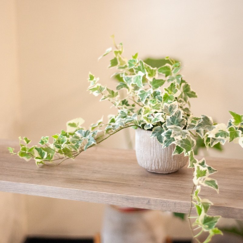 斑叶常春藤 - 植栽/盆栽 - 植物．花 绿色