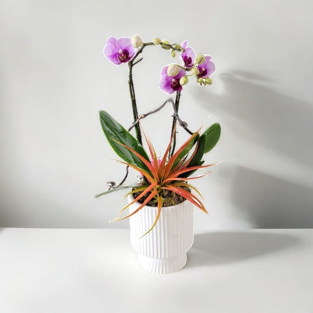 中花蝴蝶兰2棵 GF00238 - 植栽/盆栽 - 植物．花 