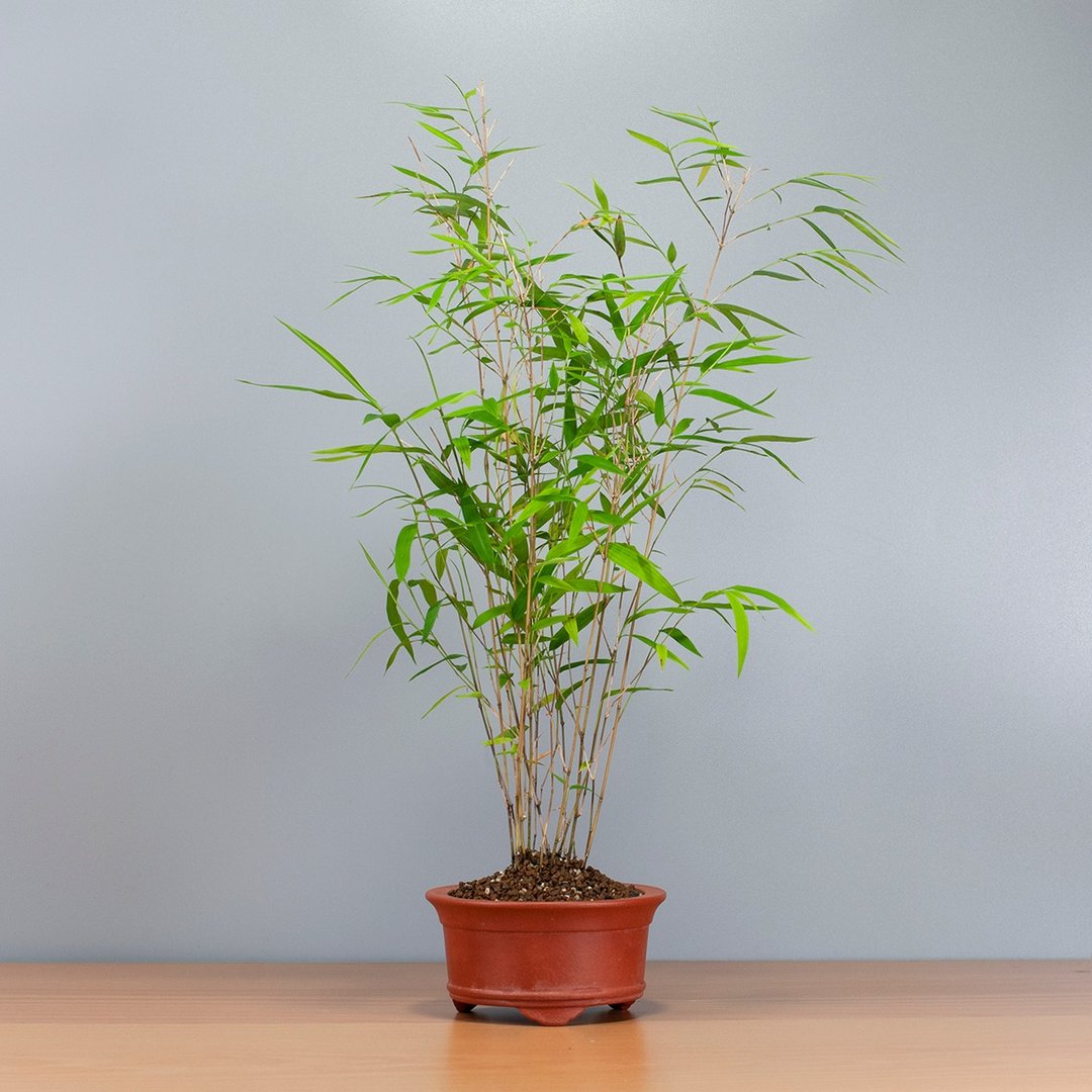 【风水植物】小品盆景 盆栽推荐 送礼推荐 - 植栽/盆栽 - 植物．花 