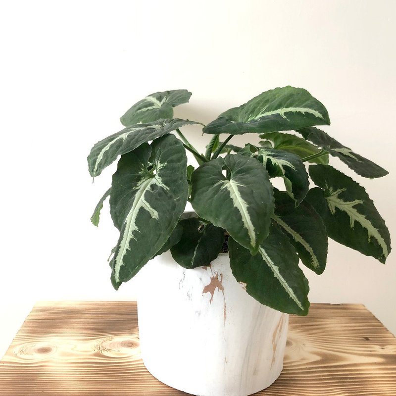 【竒植花物】绿精灵合果芋盆栽 观赏植物 开幕 乔迁 - 植栽/盆栽 - 植物．花 