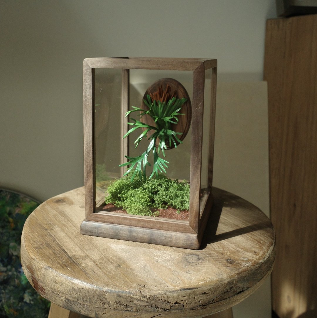 绝版品 爪哇鹿角蕨透明玻璃胡桃木展示 - 摆饰 - 真皮 