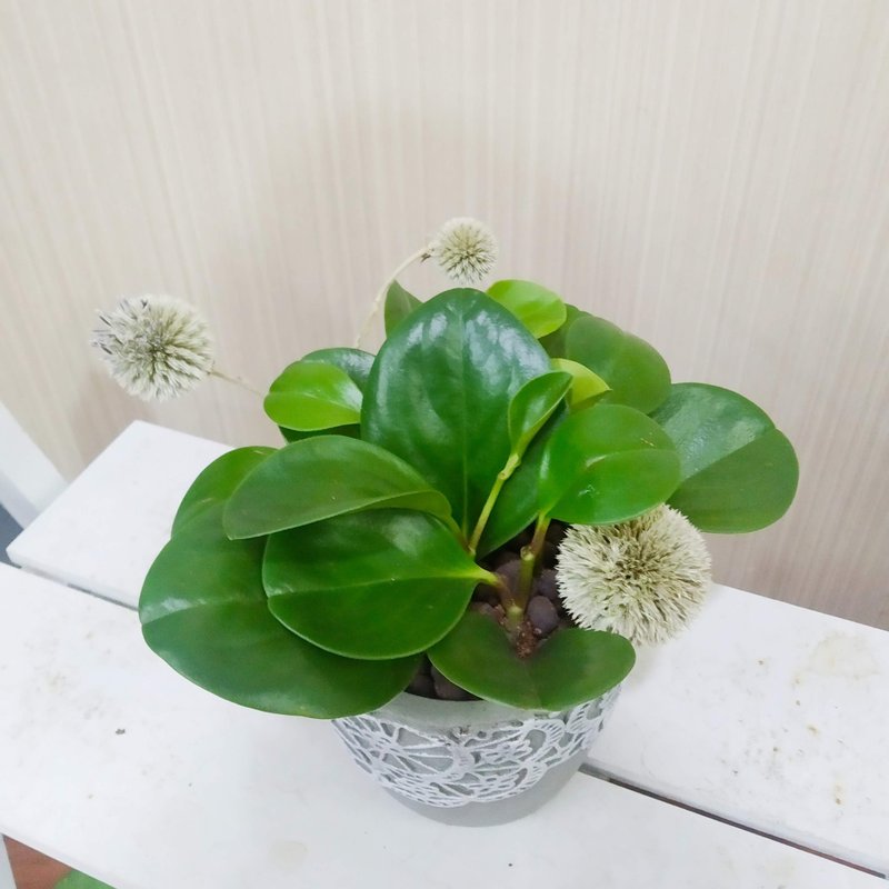 圆叶发财树(圆叶椒草)水泥盆 布置空间或送礼心意皆适宜 - 植栽/盆栽 - 植物．花 