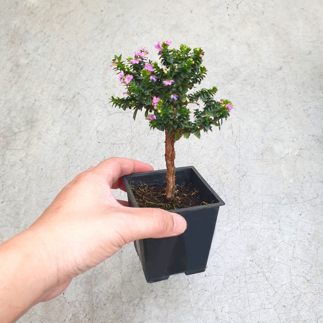 迷你雪茄花 植物 - 植栽/盆栽 - 塑料 粉红色