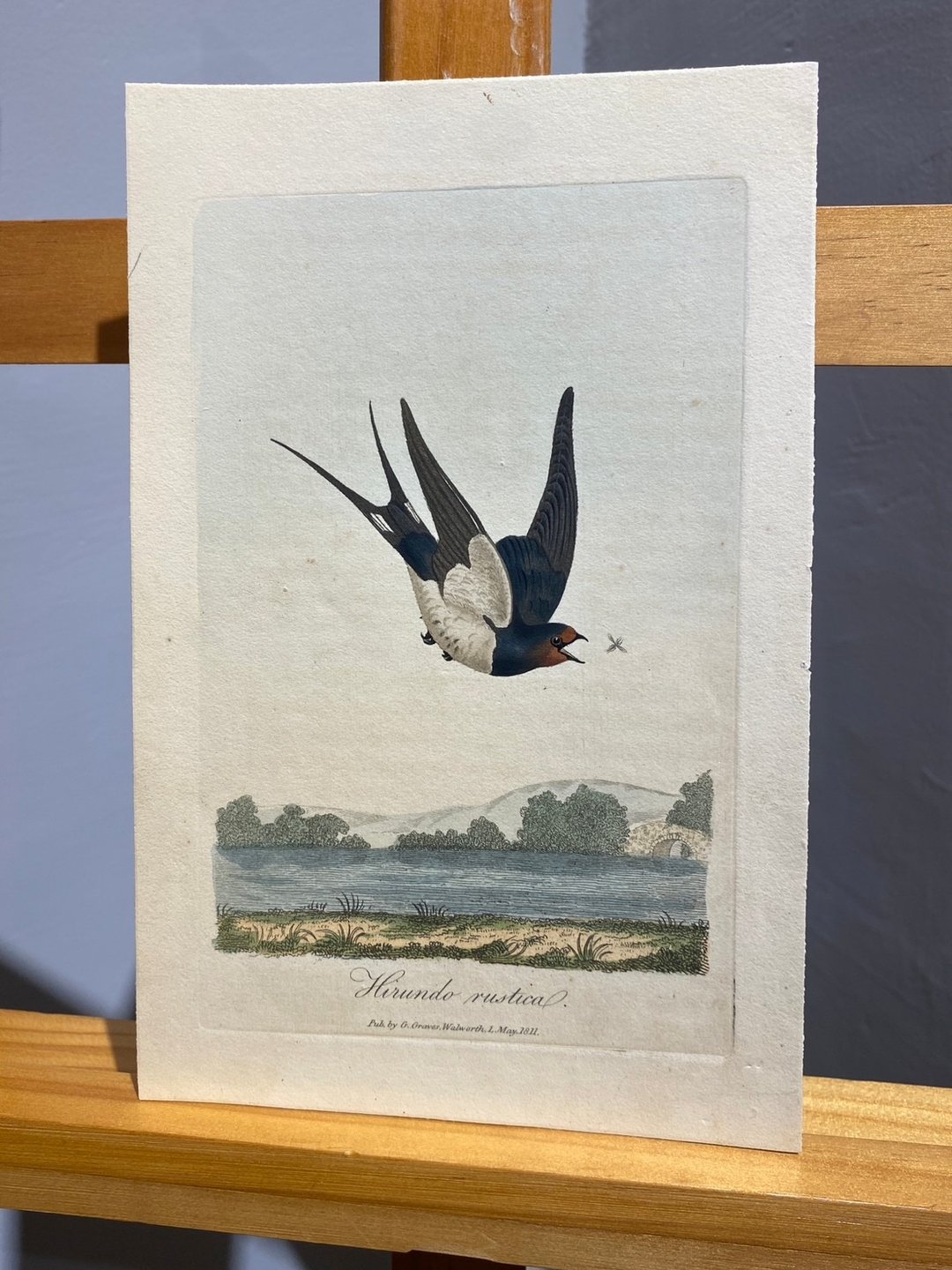 1811年George Graves英国鸟类学-拙燕-蚀刻版画手绘上色Etching - 海报/装饰画/版画 - 纸 白色