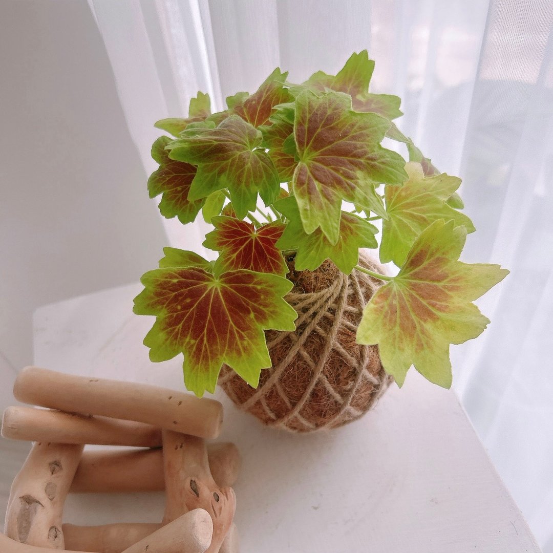 小苔球 枫叶天竺葵 植栽 - 植栽/盆栽 - 植物．花 