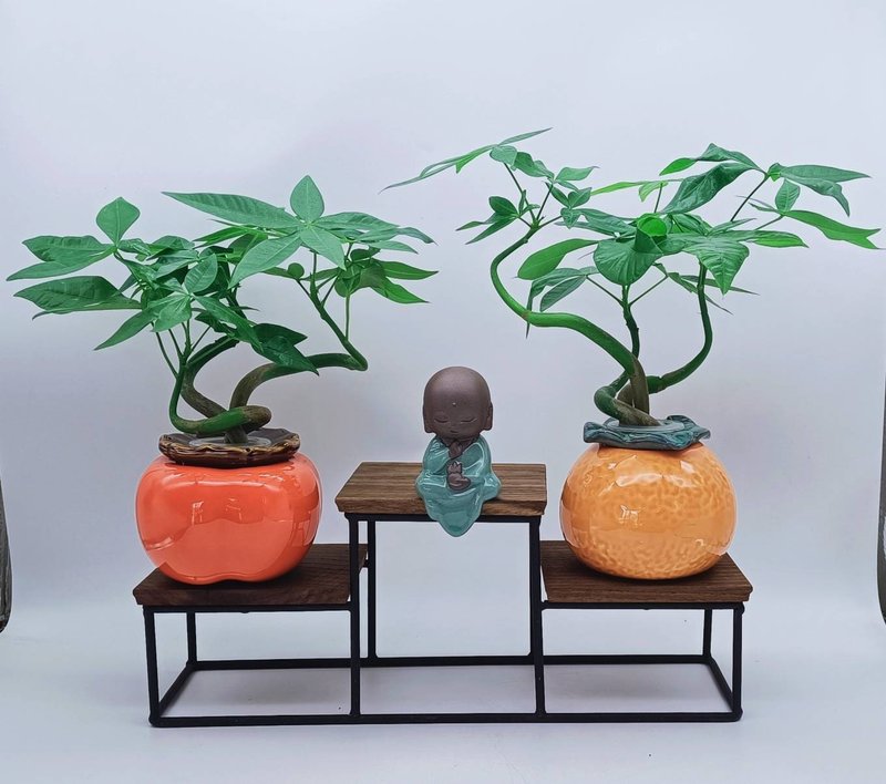 大吉大利事事如意招财树水生盆栽 - 植栽/盆栽 - 陶 