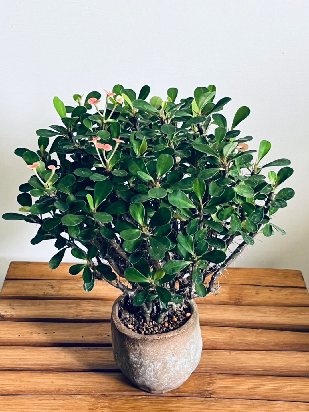 姬叶麒麟花 l  小品盆栽  美浓陶盆 礼物 长辈送礼 - 植栽/盆栽 - 陶 