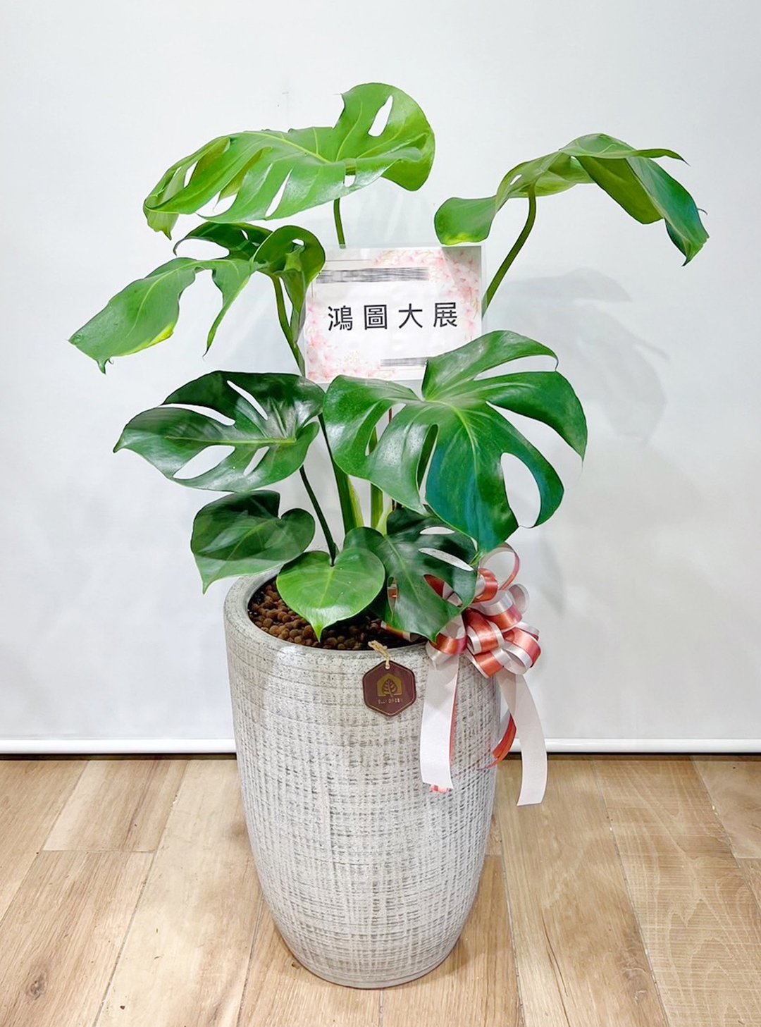 人气龟背芋落地植栽|  居家、开幕送礼盆栽【新竹地区限定包邮】 - 植栽/盆栽 - 植物．花 绿色