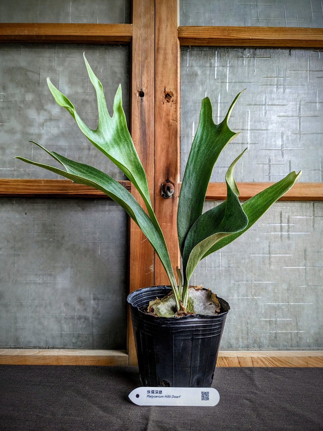 侏儒深绿鹿角蕨Platycerium Hillii Dwarf - 植栽/盆栽 - 植物．花 绿色