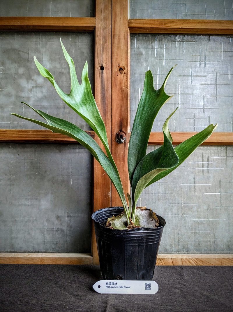 侏儒深绿鹿角蕨Platycerium Hillii Dwarf - 植栽/盆栽 - 植物．花 绿色