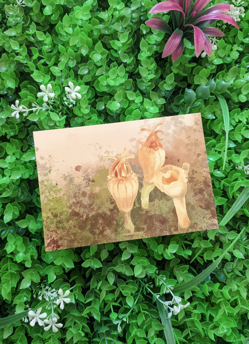 明信片 – 花卉系列 – 香港水玉杯 - 卡片/明信片 - 纸 多色