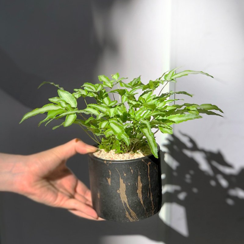 质感升级 大理石纹 凤尾蕨小品盆栽 | 居家办公好伙伴 WFH - 植栽/盆栽 - 植物．花 黑色