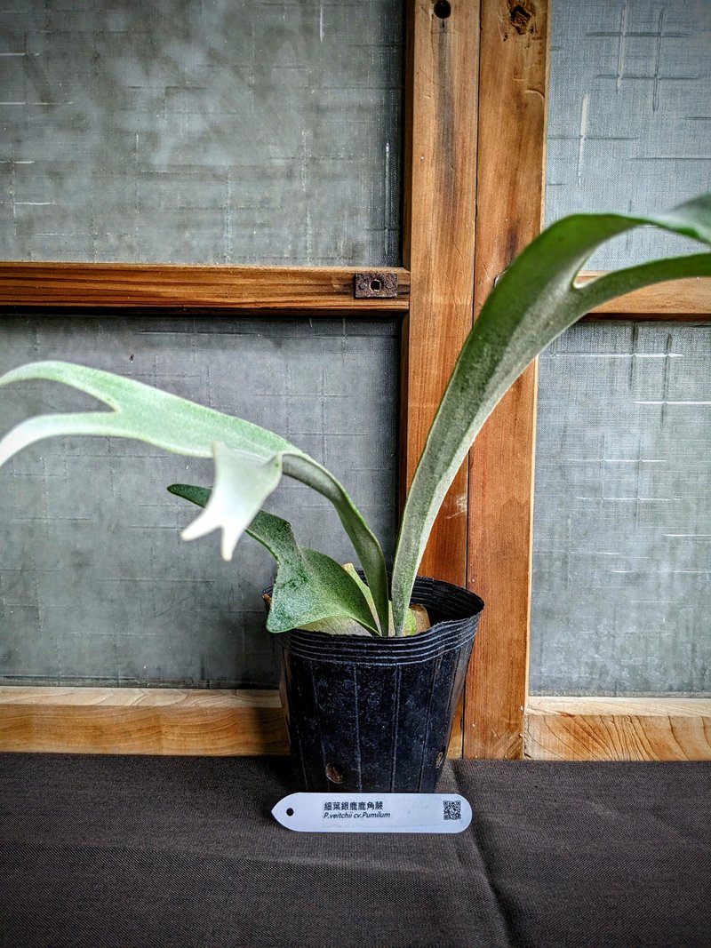 细叶银鹿鹿角蕨Platycerium Veitchii cv.Pumilum - 花瓶/陶器 - 植物．花 绿色