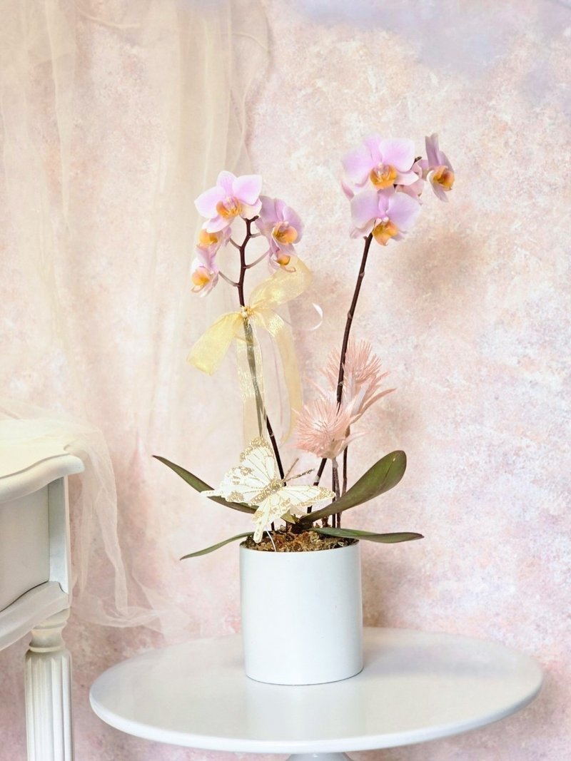 小粉红蝴蝶兰植栽【限店面自取/双北专送】新年送礼 新居落成 - 植栽/盆栽 - 植物．花 多色