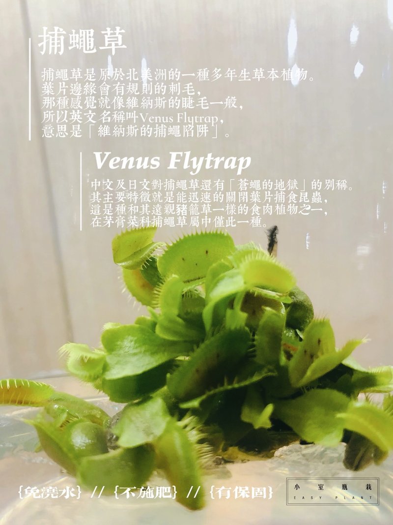 食虫植物 【捕蝇草】 不用浇水的懒人盆栽 热门销售疗愈植物 - 植栽/盆栽 - 玻璃 透明