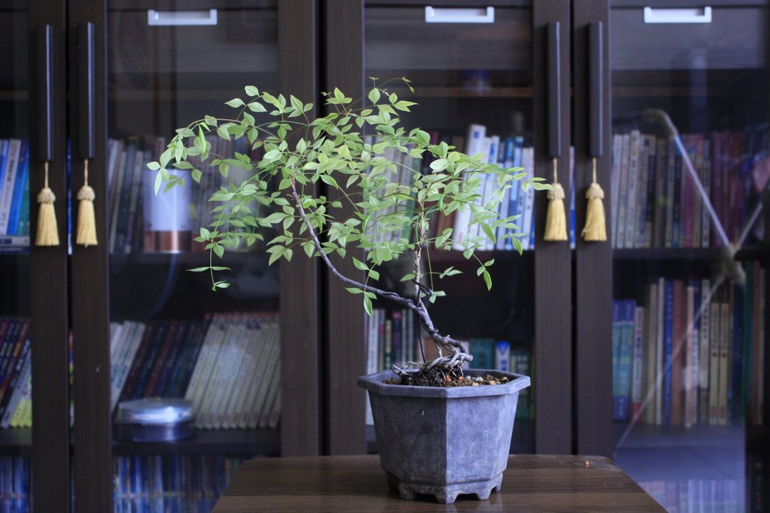 台湾南天竹 l  小品苔盆 室内植栽 礼物 长辈送礼 - 植栽/盆栽 - 植物．花 