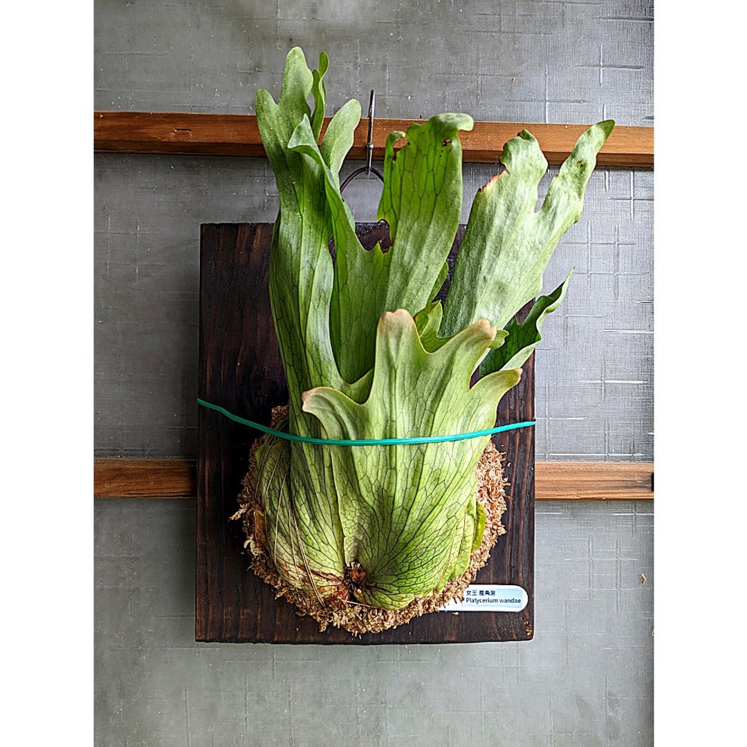 女王鹿角蕨 Platycerium wandae - 植栽/盆栽 - 植物．花 绿色