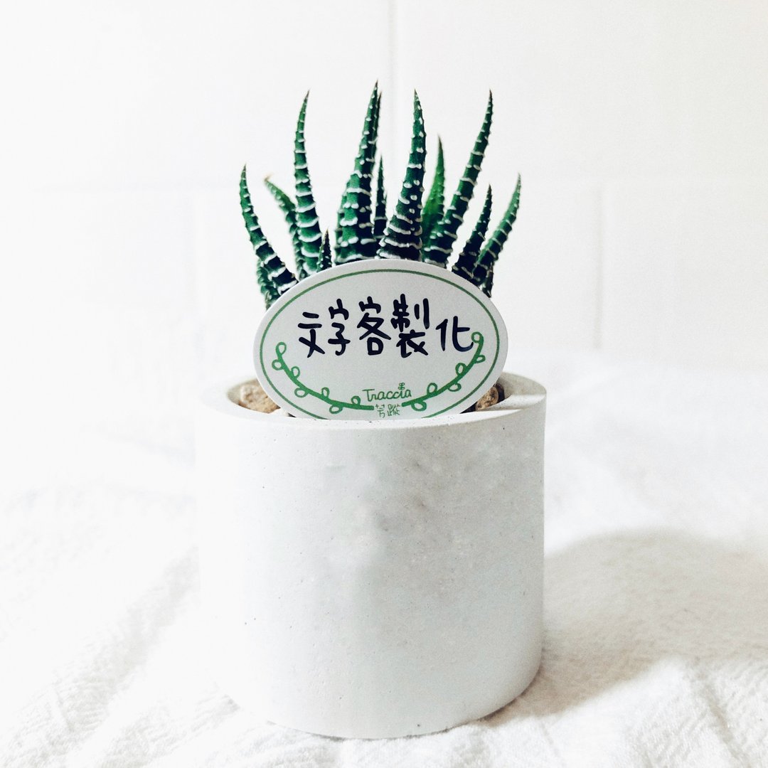 【定制化礼物】个性花插 - 植栽/盆栽 - 纸 白色