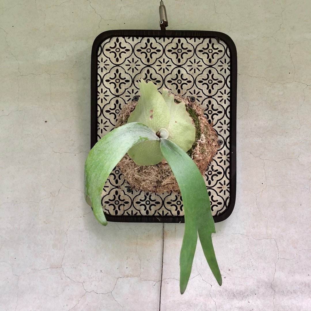 鹿角蕨/上板鹿角蕨/植栽布置/送礼祝贺/海棠花黑框板/挂墙植栽 - 植栽/盆栽 - 植物．花 绿色