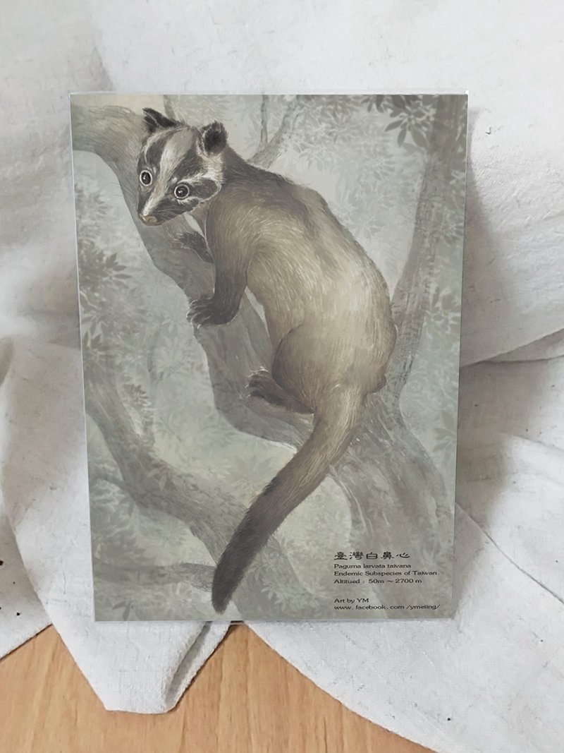 白鼻心-台湾特有动物系列-特有亚种 台湾 明信片 - 卡片/明信片 - 纸 