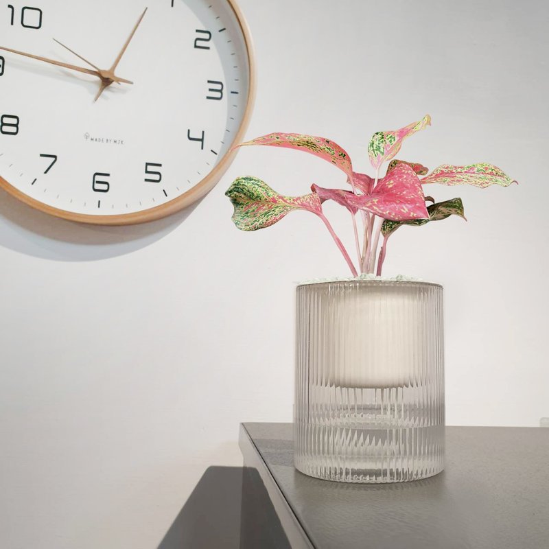 植栽 室内盆栽 亚曼尼粗肋草 懒人盆栽 - 植栽/盆栽 - 塑料 粉红色