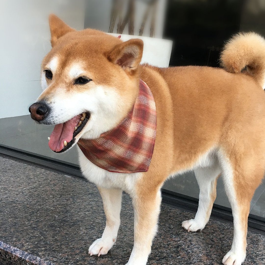 狗狗专属名领巾-定制化(中型犬)- 红砖格 - 项圈/牵绳 - 棉 红色