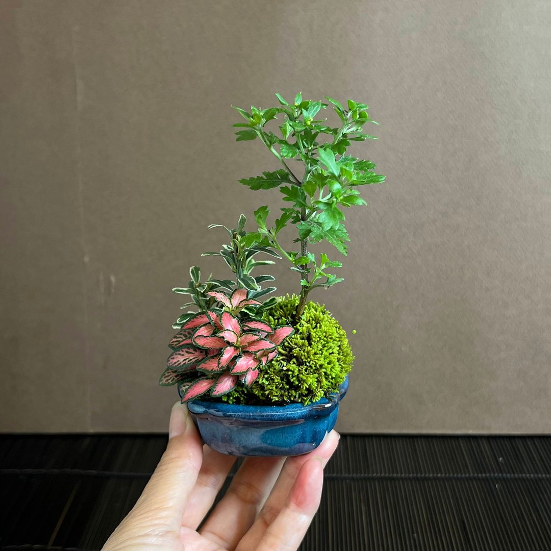 日本盆栽菊山野草∣迷你苔盆栽 开花中 - 植栽/盆栽 - 陶 