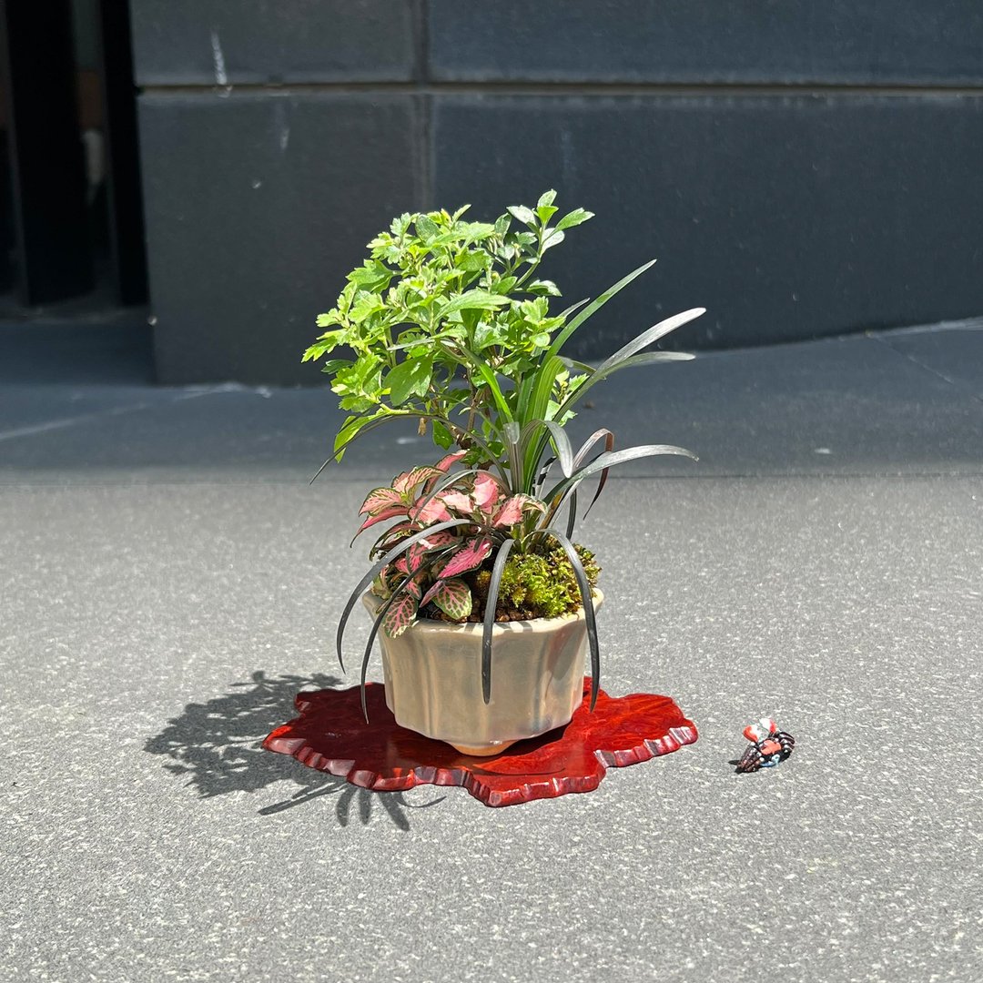 日本盆栽菊山野草∣迷你苔盆栽 含苞中 - 植栽/盆栽 - 陶 