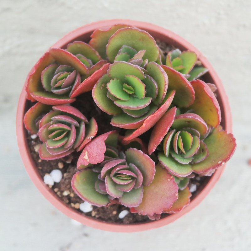 【豆豆多肉】【姬长寿】乔迁│送礼│升迁│多肉植物 - 植栽/盆栽 - 植物．花 