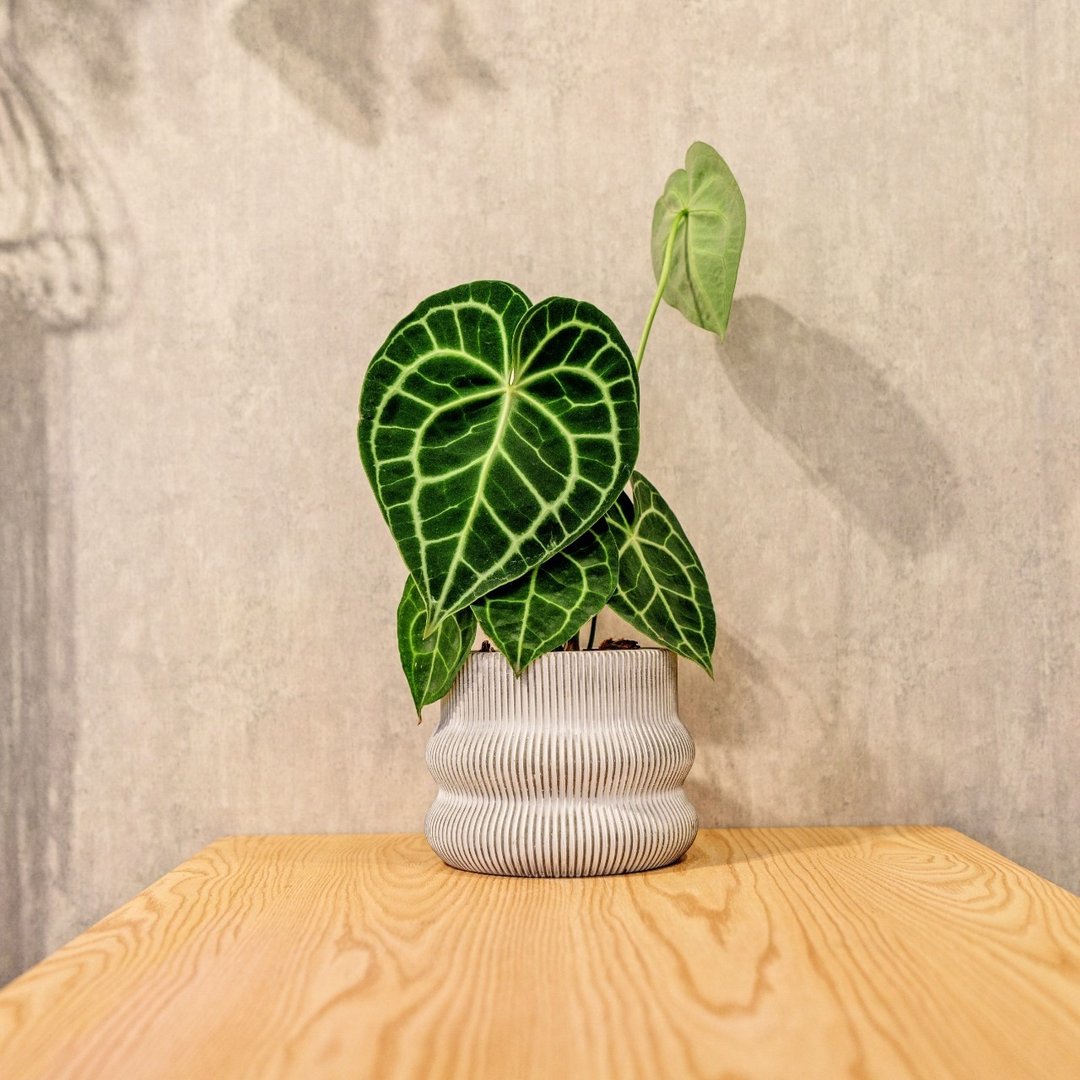 圆叶花烛 曲线条纹水泥小盆栽 办公室植栽 开幕送礼 乔迁礼物 - 植栽/盆栽 - 植物．花 