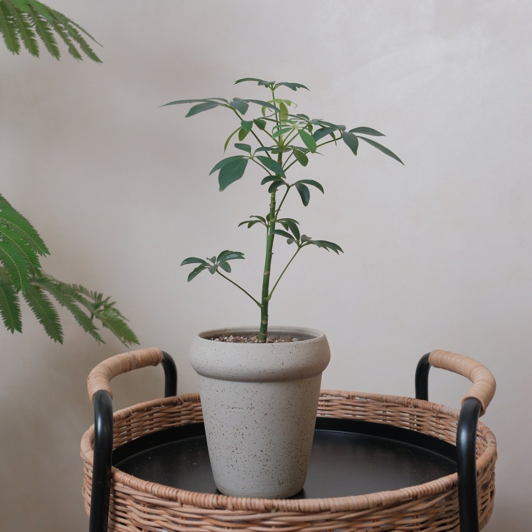 鹅掌藤 - 植栽/盆栽 - 植物．花 