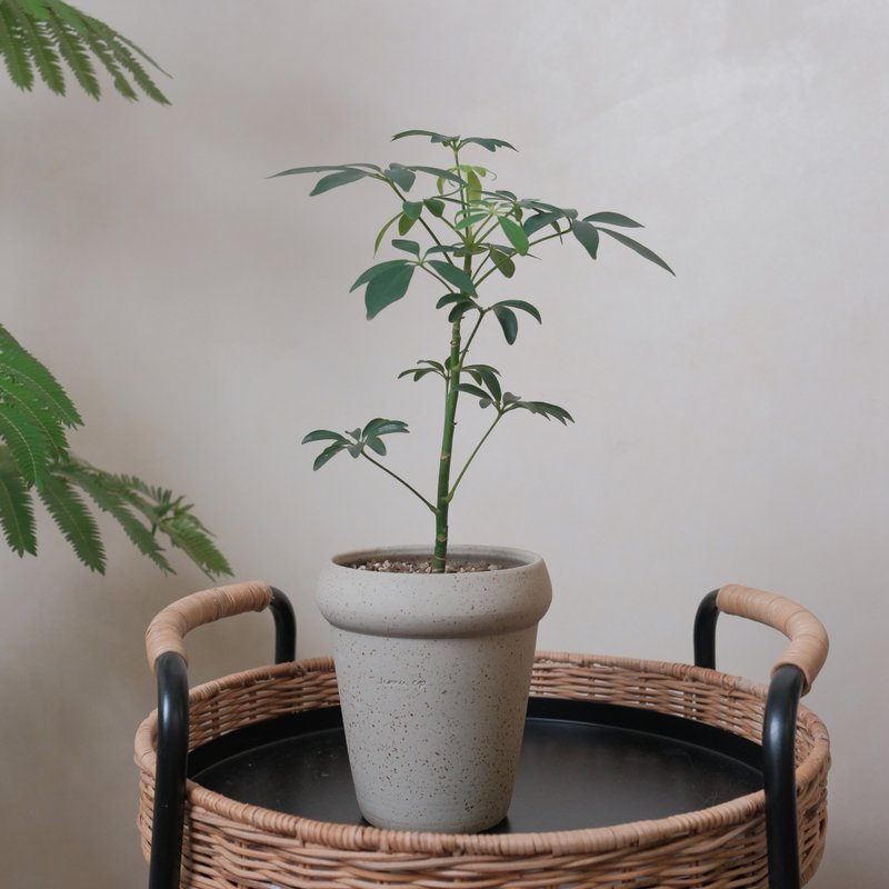 鹅掌藤 - 植栽/盆栽 - 植物．花 