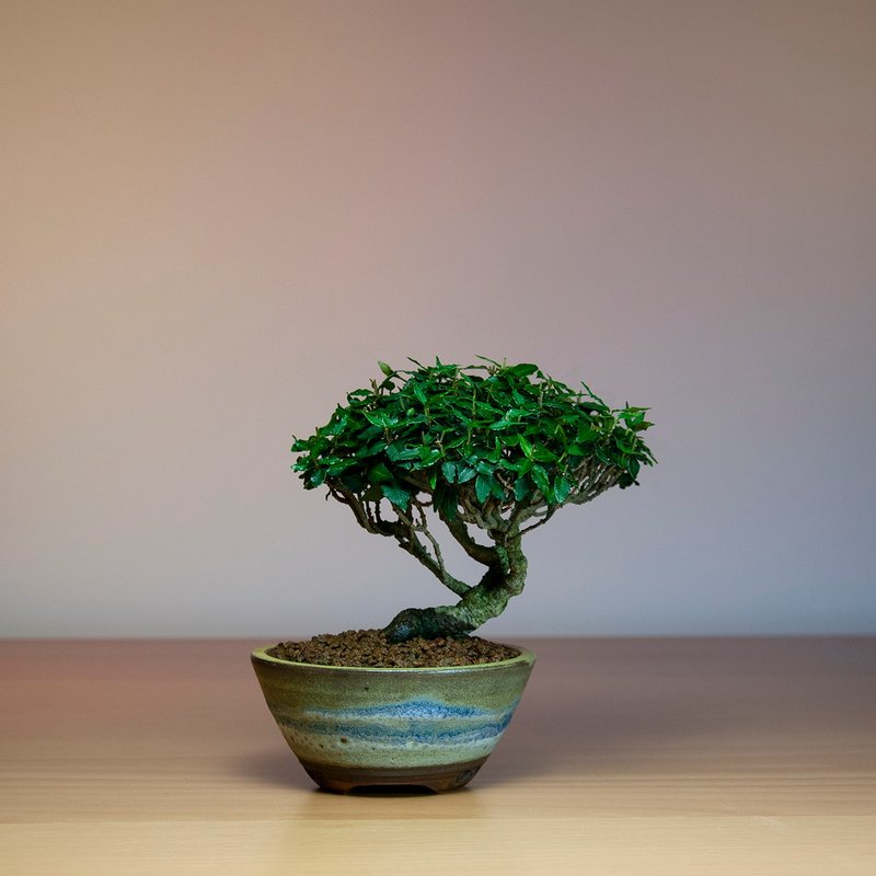 小品盆景/缩缅葛チリメンカズラ - 植栽/盆栽 - 植物．花 