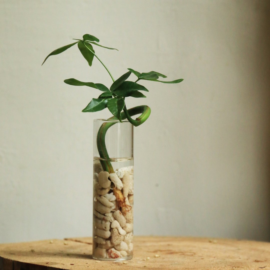 水耕植物——马拉巴栗 试管玻璃器 室内观叶 水耕 植物 - 植栽/盆栽 - 植物．花 
